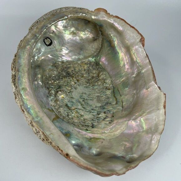 Large 8”x 6” Vintage Estate Red Abalone Shell 1lb 1oz Old Trinket Dish Display - Picture 1 of 12